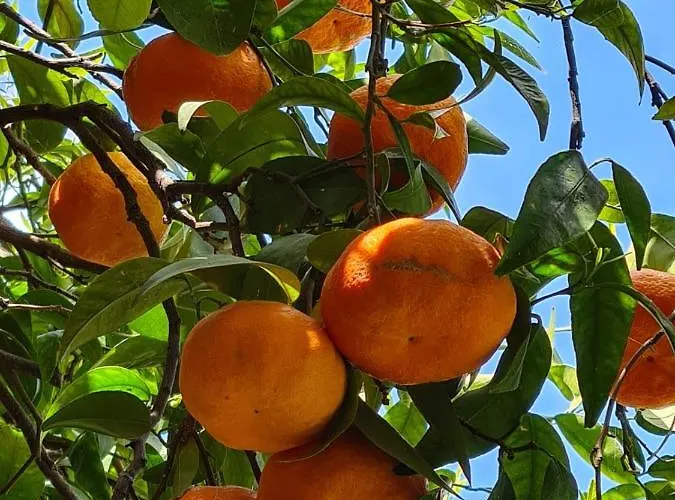 Διαμέρισμα Billy's